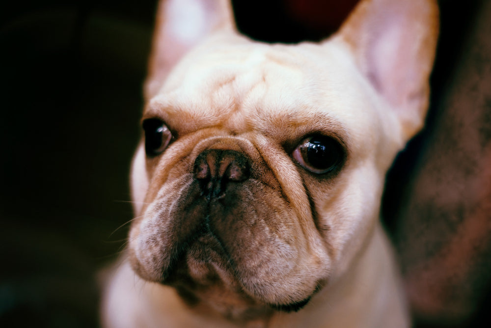 Does My French Bulldog Need a Nose Surgery? – frenchie Shop