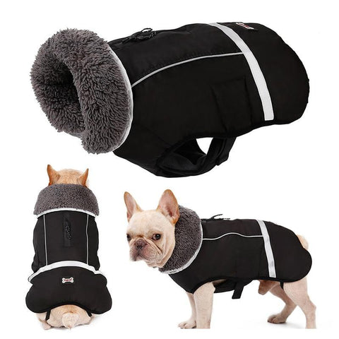 Clothes for Frenchie