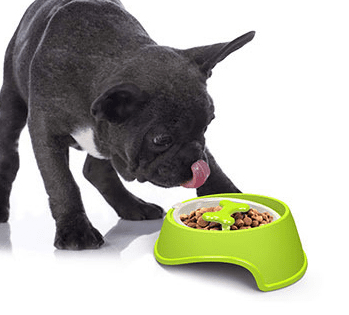 French Bulldog Feeder