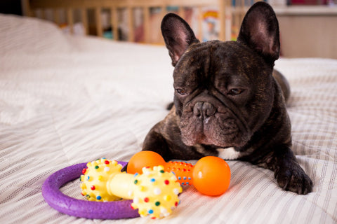 French Bulldog and Toy