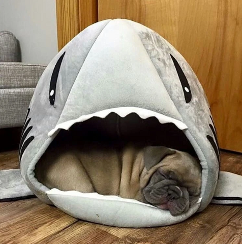 Maison pour Frenchies (Shark Bed)