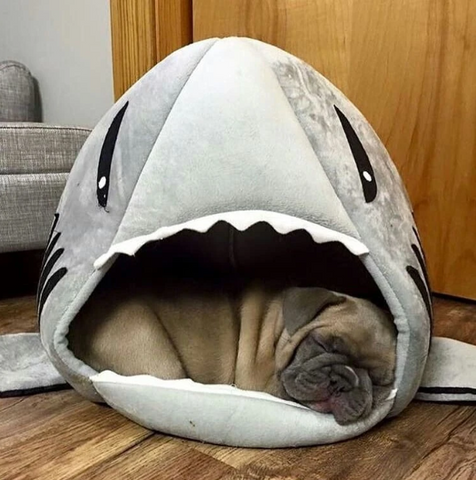 Casa para Frenchies (Shark Bed)