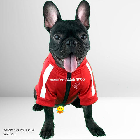 Pull Meelo pour Bouledogue Français