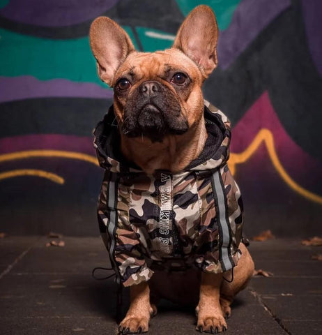 The Ultimate Winter Jacket for Frenchies