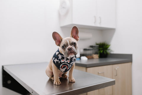 Top Vêtements Bouledogue Français 2021