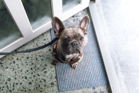 Tapis bouledogue français