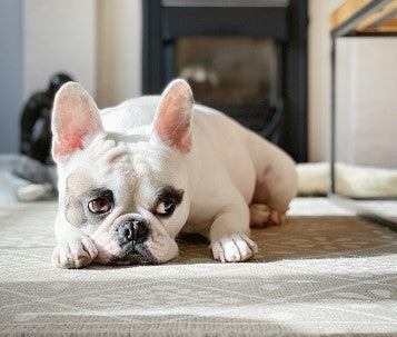 Why do french bulldogs eat poop