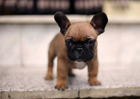 frenchie puppy