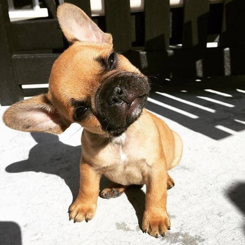 How much do french bulldog costs ? - frenchie Shop