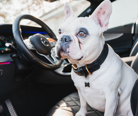 Frenchie amateur de voiture