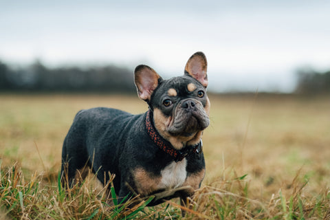 do french bulldogs shed