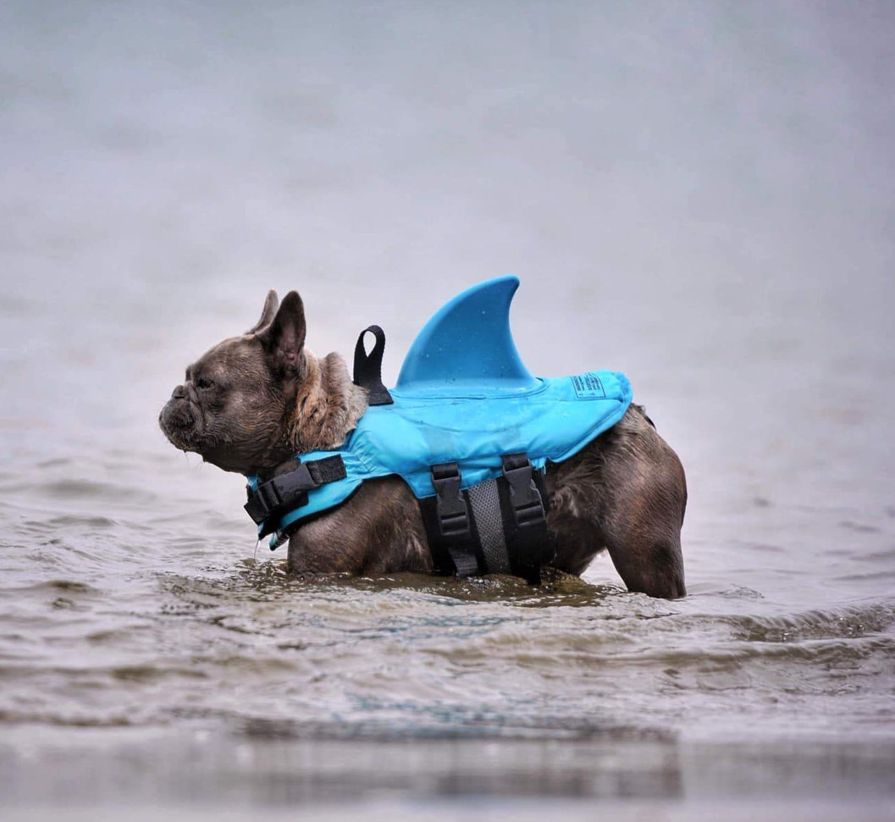 french bulldog shark life jacket