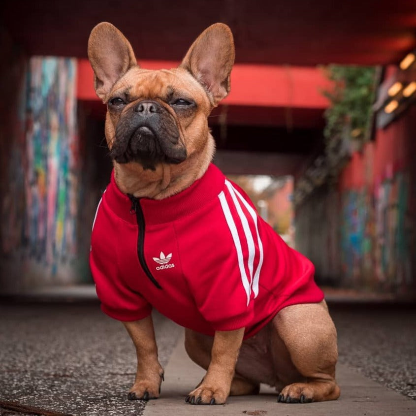 adidas french bulldog hoodie