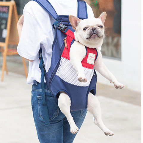 frenchie in a backpack