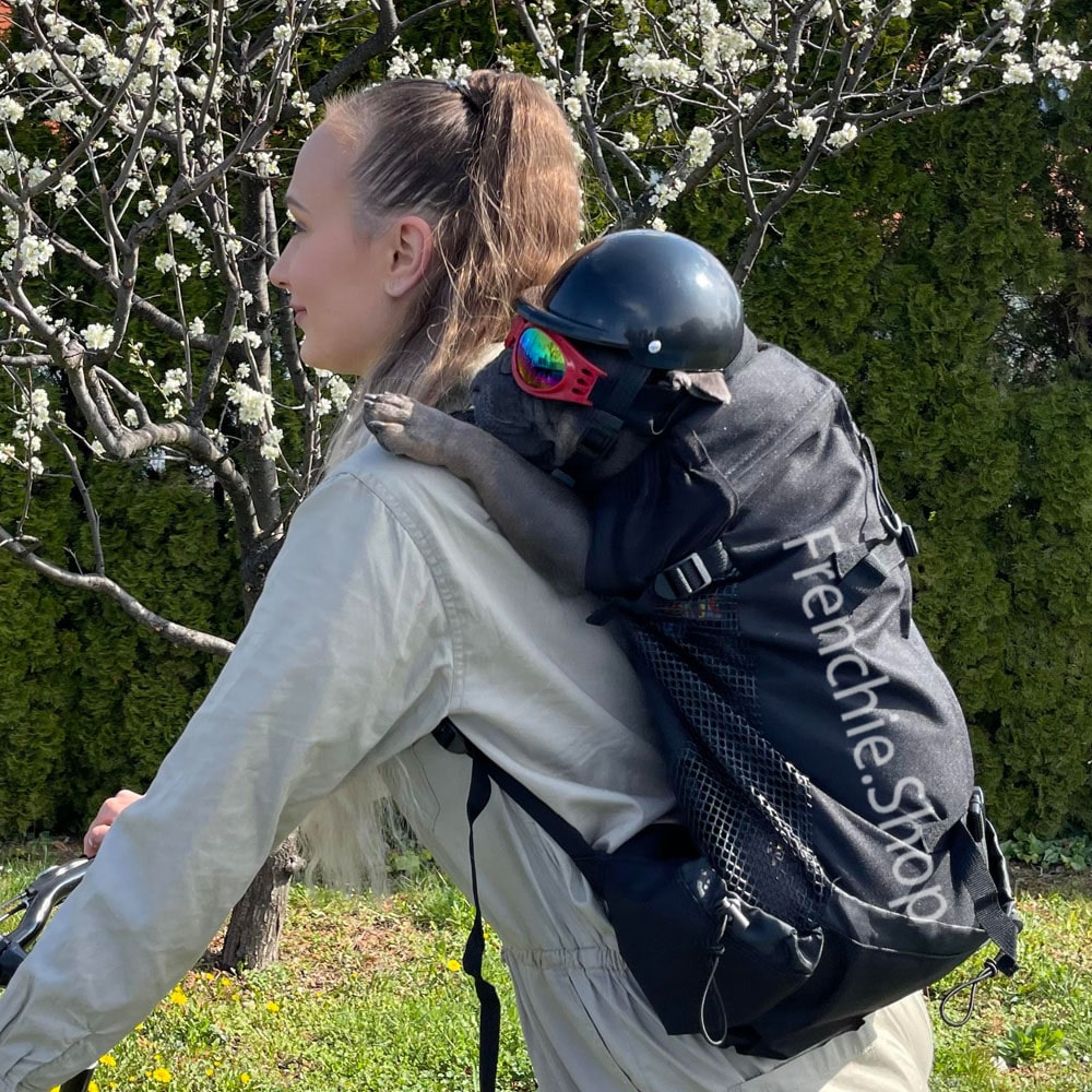 frenchie in a backpack