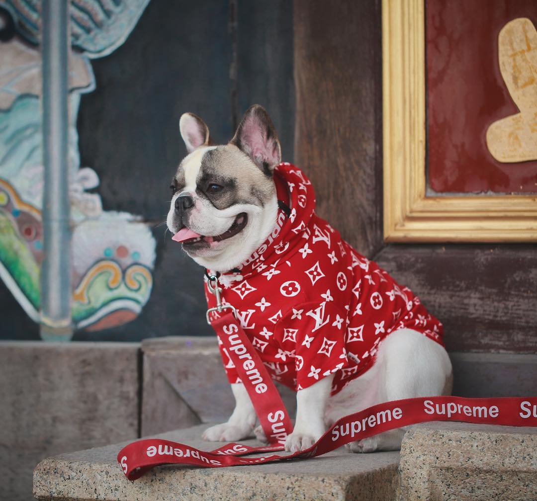 supreme french bulldog hoodie