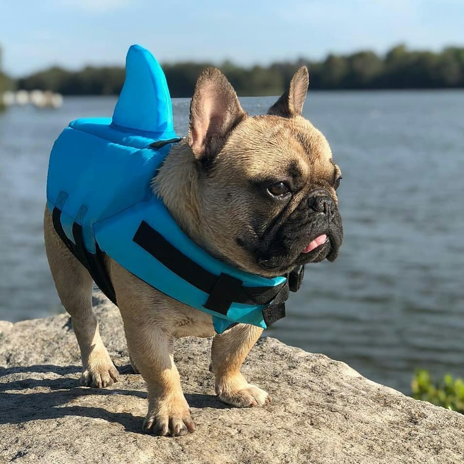 frenchie shark vest