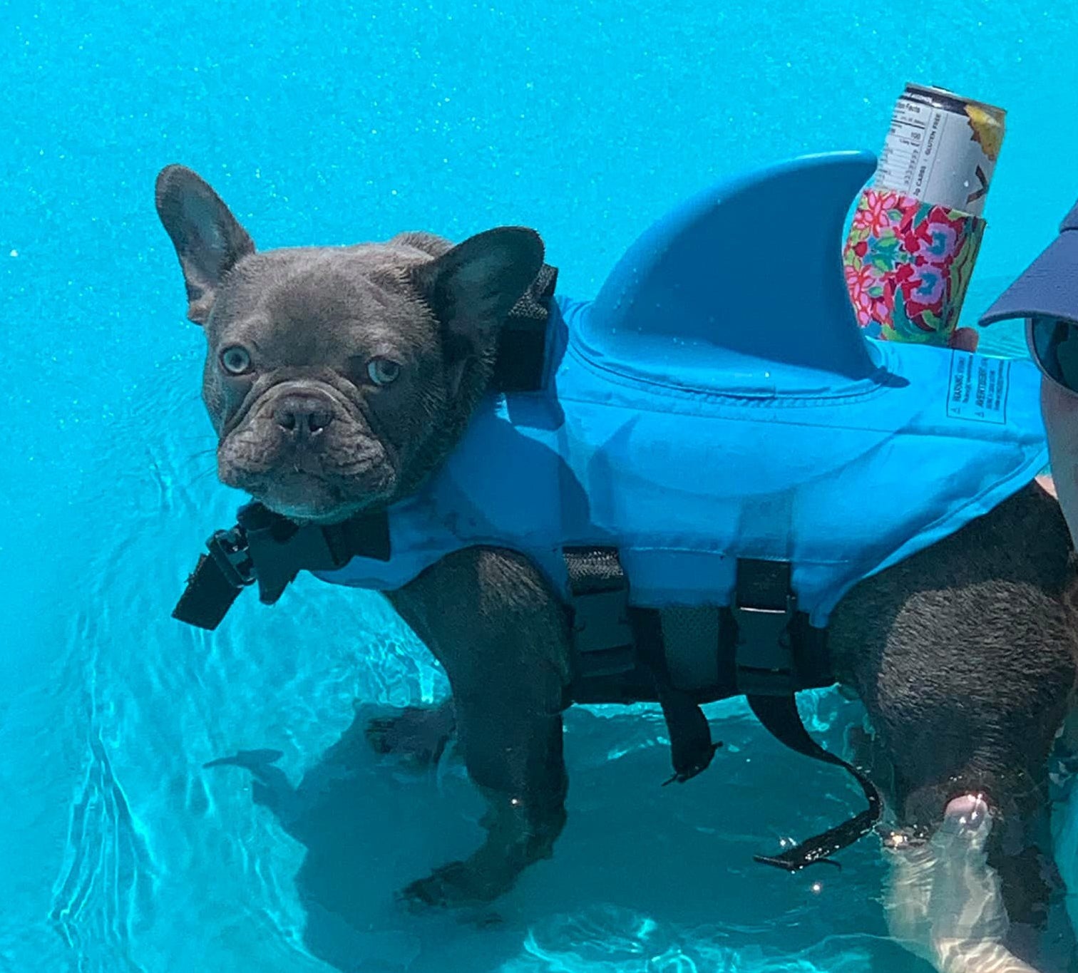 frenchie shark vest