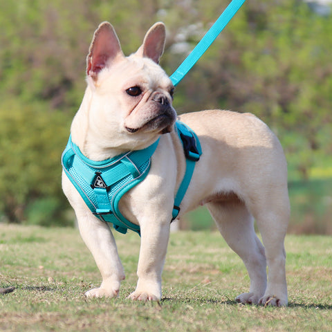 Refleciere Frenchie Breathable Harness Leash Set