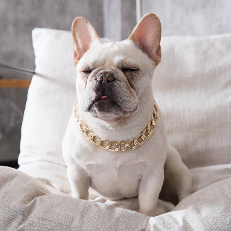 Gold Pet Choke Chain Necklace Collar Cat Dog French Bulldog Puppy Teddy |  eBay