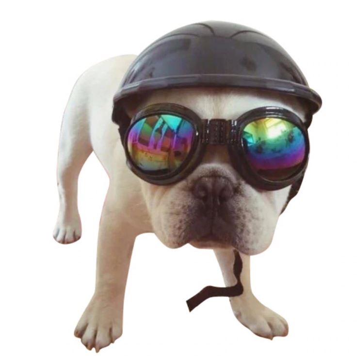 waterproof Goggles for Frenchies (WS04) – frenchie Shop