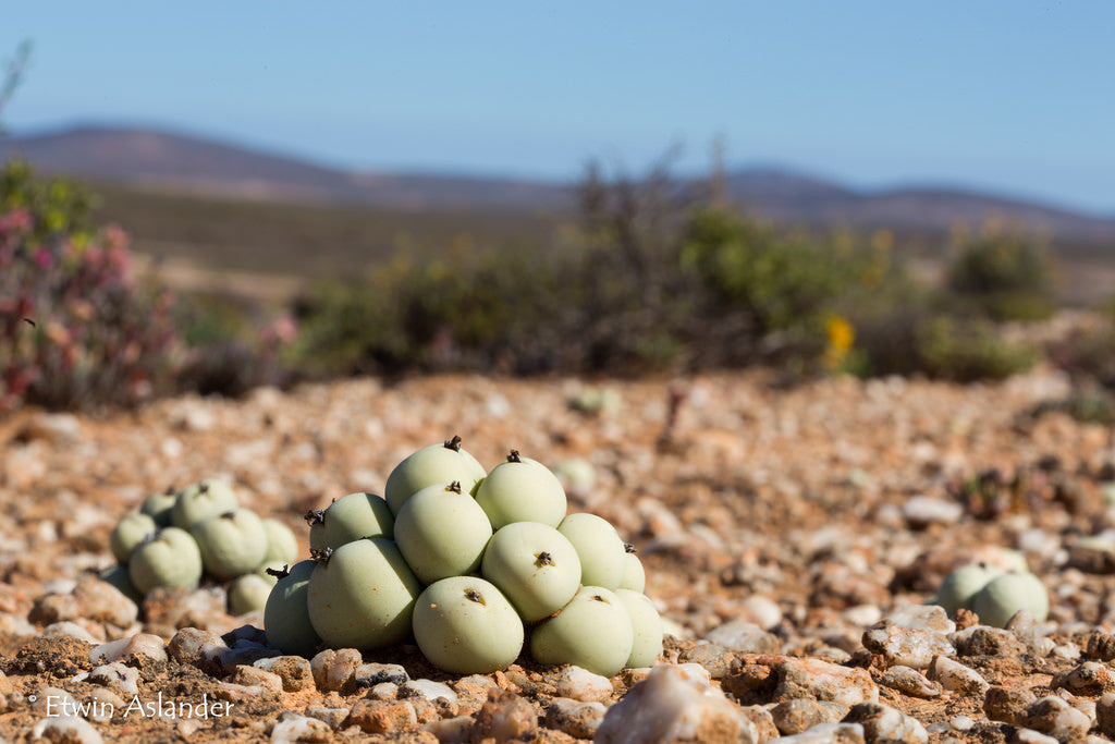 conophytum calculus