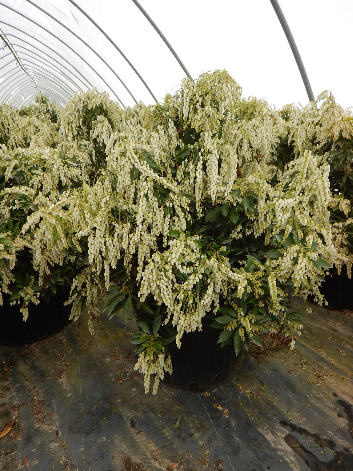 Andromeda Compacta Pieris Japonica Compacta Shrubbucket Wholesale