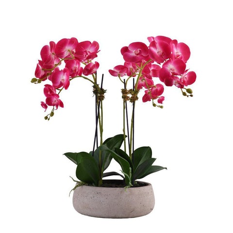 Medium Modern Purple Orchid Arrangement (Gray Concrete Pot)