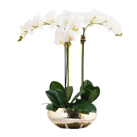 Silk Orchid 