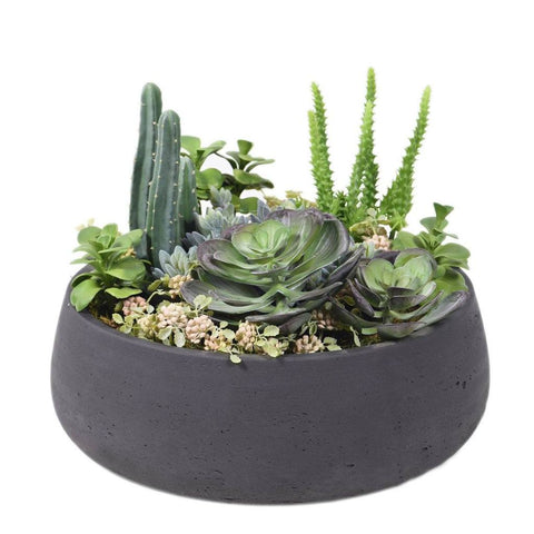 Medium Succulent & Cactus Arrangement (black pot)