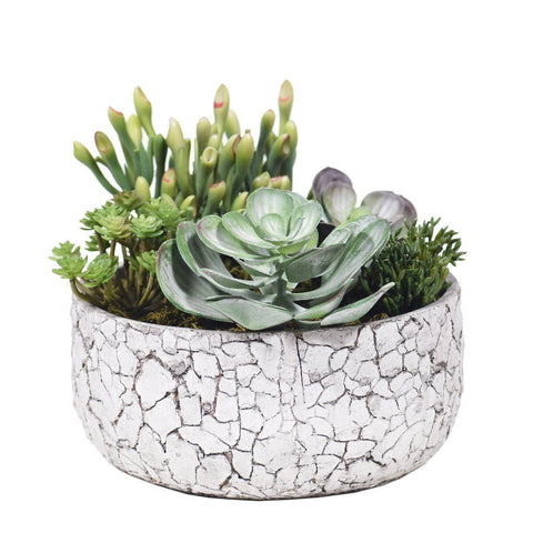 Medium Succulent Arrangement in Crackled Concrete Pot