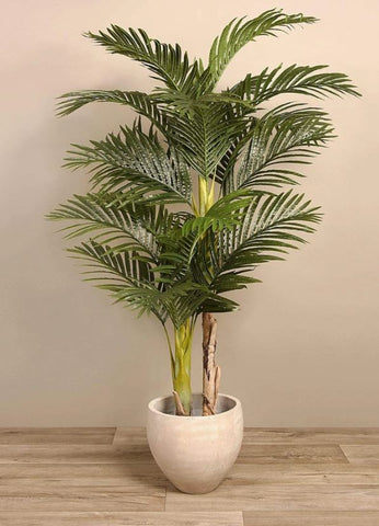 areca-palm-tree