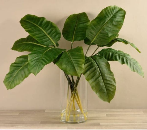 banana-leaf-plant