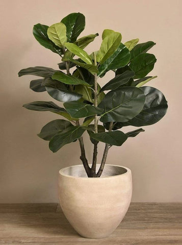 fiddle-leaf