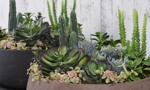 Artificial Succulents 