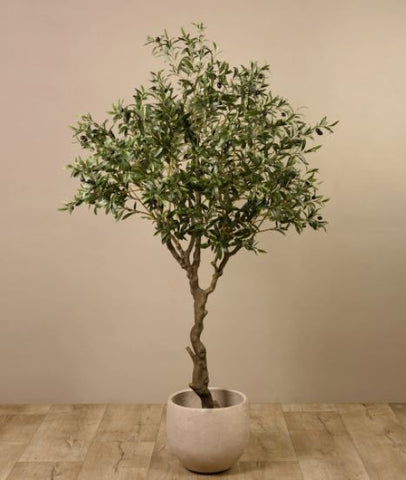 olive-tree