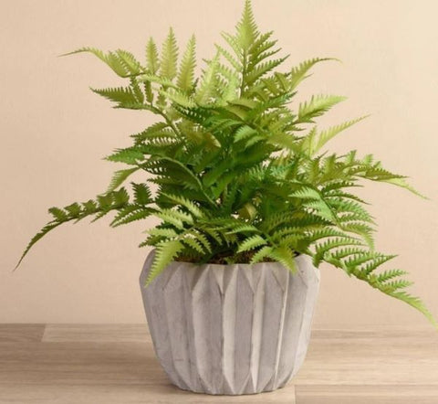 potted-fern