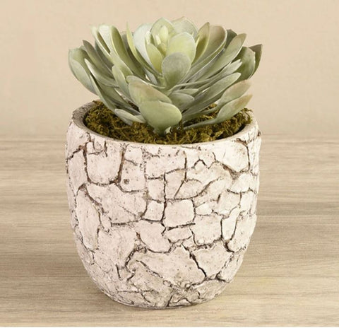 potted-succulent