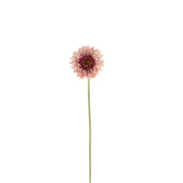 Gerbera | Bloomr