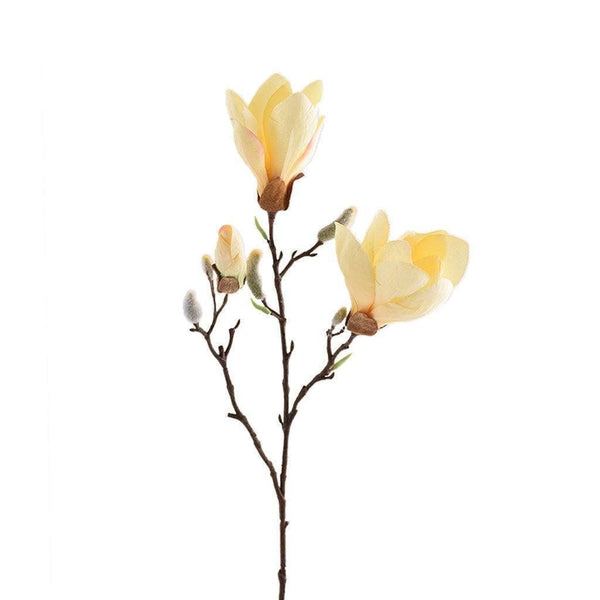 Magnolia | Bloomr