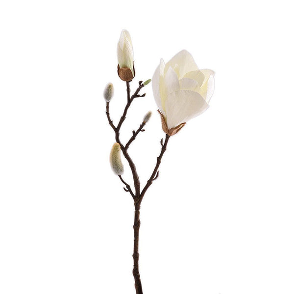 Magnolia | Bloomr