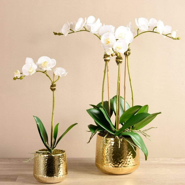 Parisian Artificial Orchid Arrangement | Bloomr
