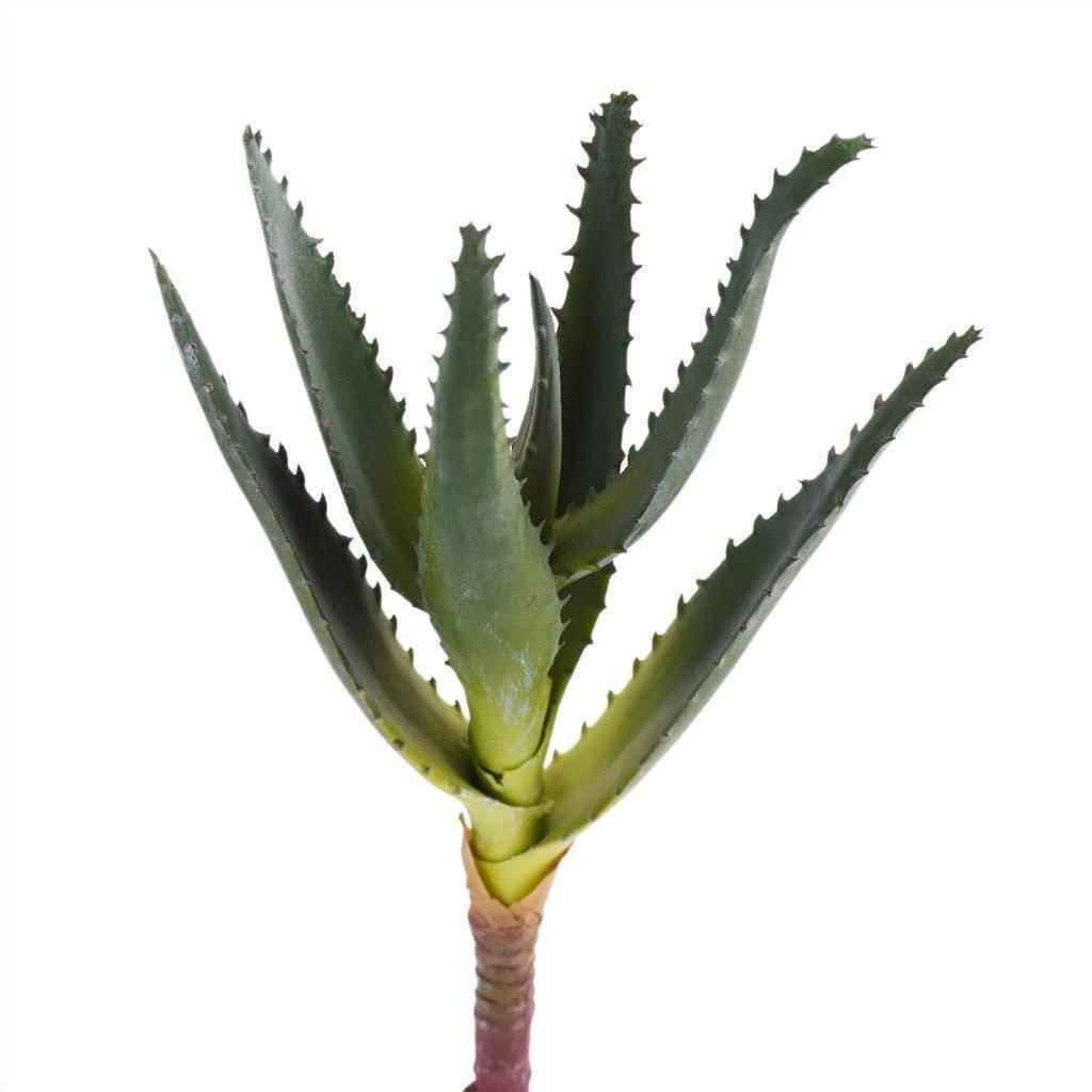 aloe plant stem