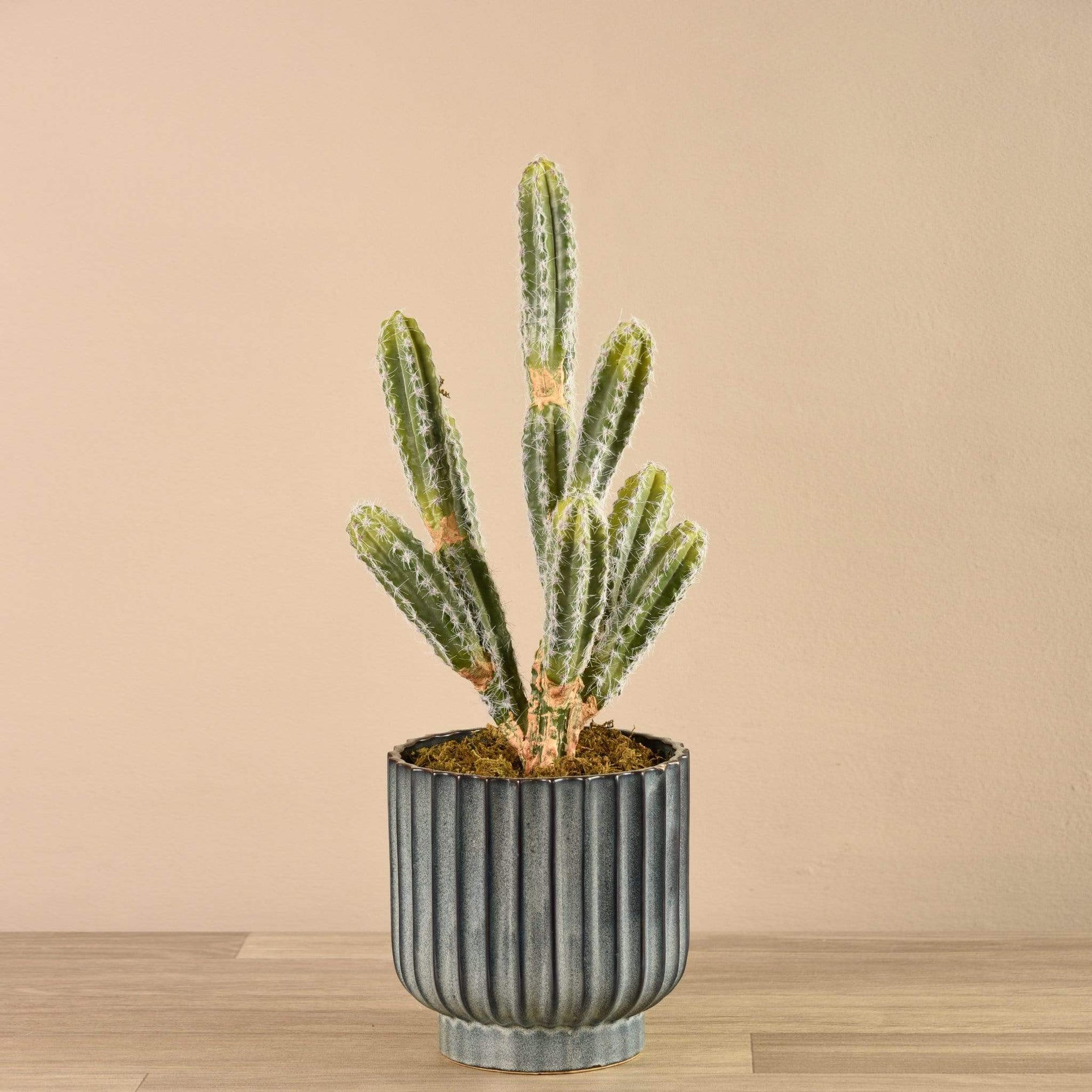 Potted Cactus | Bloomr