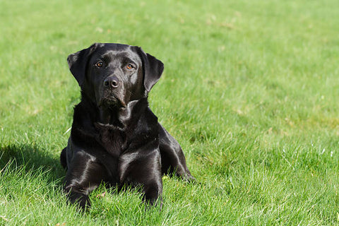 Healthy and Shiny dog coat