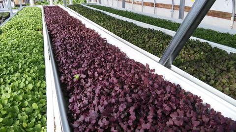 More of our greenhouse with hydroponic lettuce