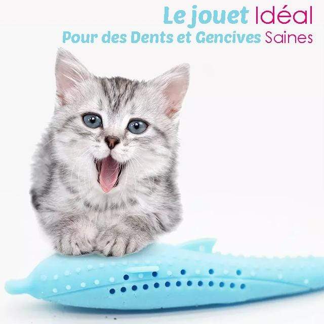 Catoy Jouet Dentaire A Macher Pour Chat Gadgets D Eve