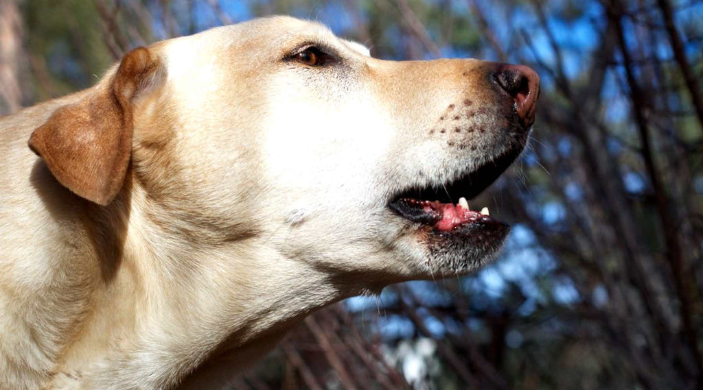 Chien Qui Aboie Comprendre Pourquoi Un Chien Aboie Amour