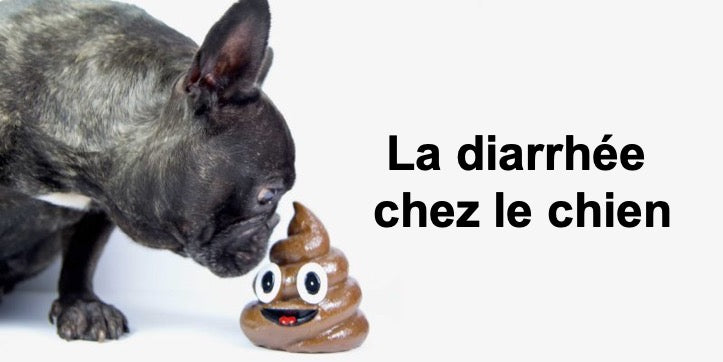 La diarrhée chez le chien : Quand consulter le vétérinaire ?  Causes