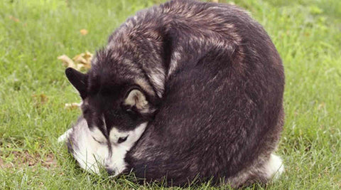 Affection du sac anal chien